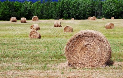 Hay bales