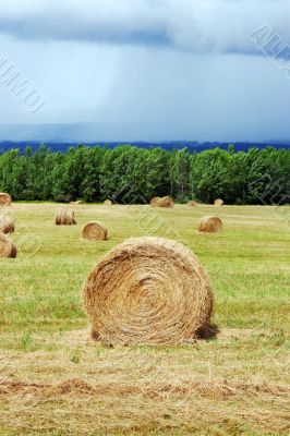 Hay bales