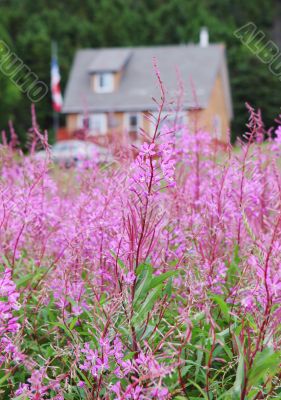 Field of flowers