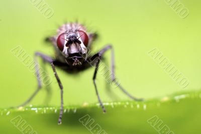housefly portrait