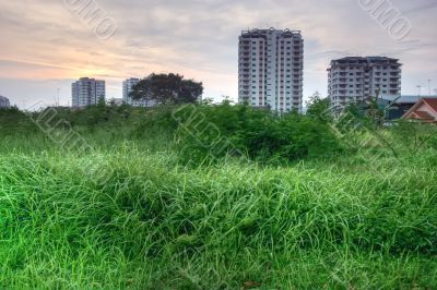 High grass and buildings HDR
