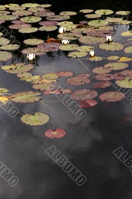 reflections and water lilies
