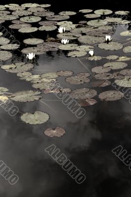 water lilies and reflections
