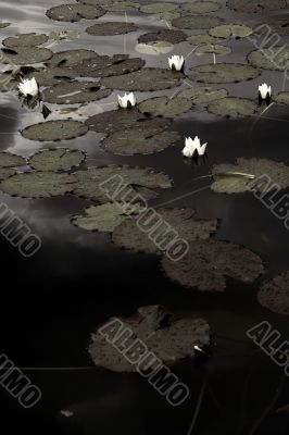 water lilies