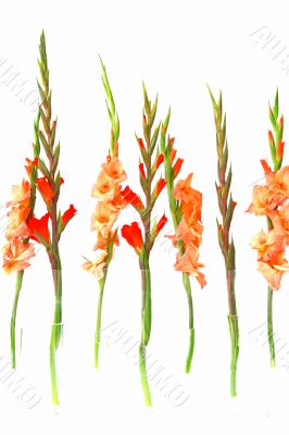 flowers and glass tube vases on white