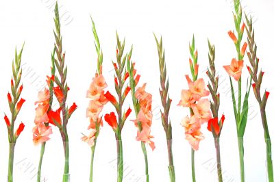flowers and vases on white