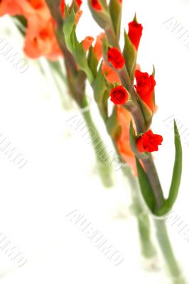 flowers and vases