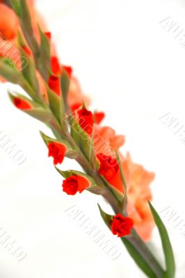 flowers decoration vertical on white