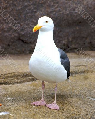 Still Bird