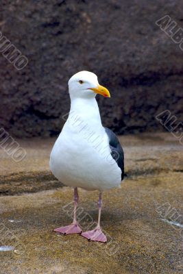 Still Bird