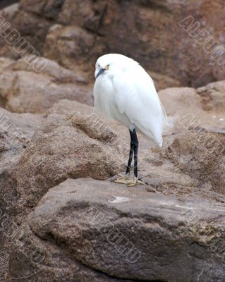 Still Bird