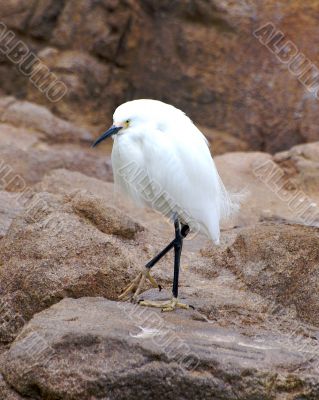 Still Bird