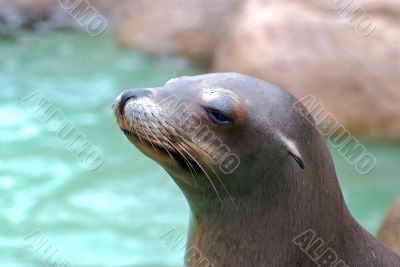 Seal