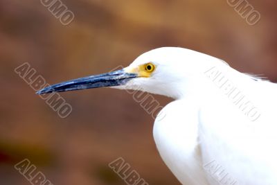 Still Bird