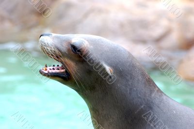 Seal