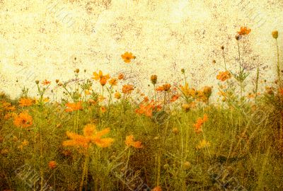old-fashioned flower