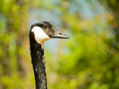 Canada Goose Head