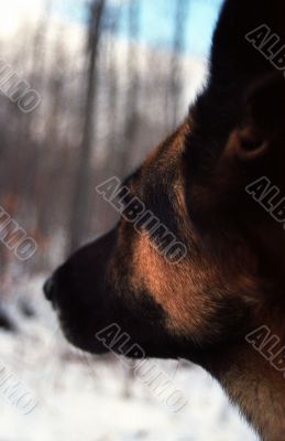 German Shepherd