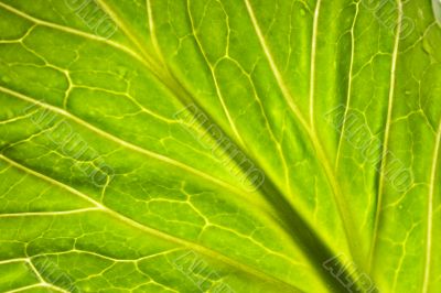 Green leaf