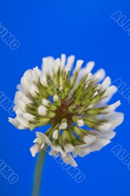 Clover flower