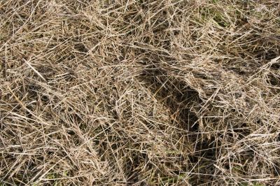 Straw texture