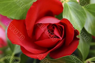 red rose closeup