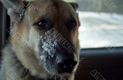 German Shepherd