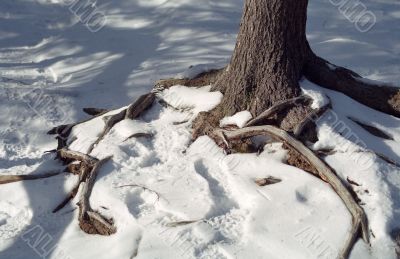 Tree Roots