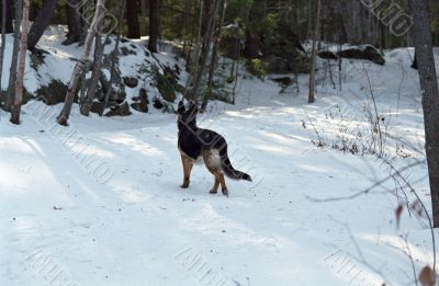 German Shepherd