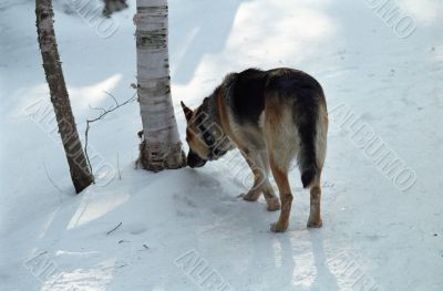German Shepard