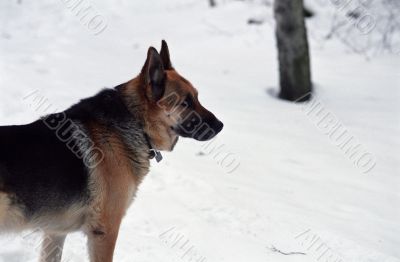 German Shepard