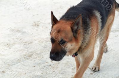 German Shepard