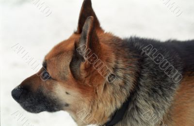 German Shepard
