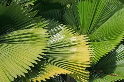 Palm fronds