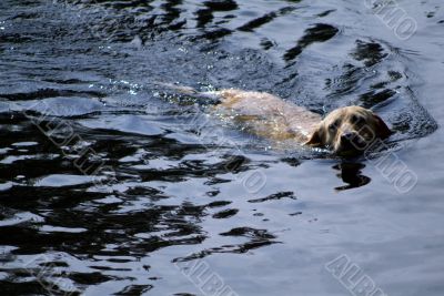 dog swimming