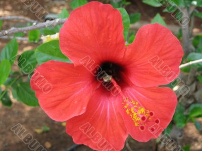 Bee polinating flower
