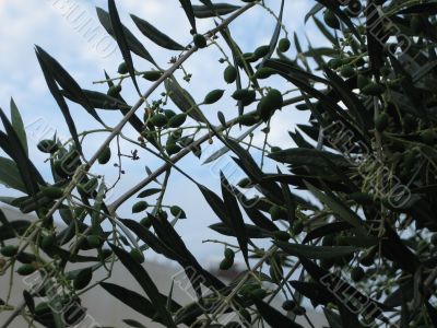 Olive tree