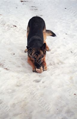 German Shepherd