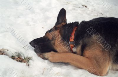 German Shepherd