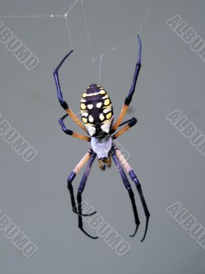 orbweaver