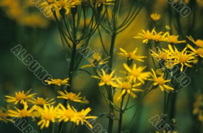 Yellow Flowers