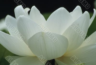 White Flower
