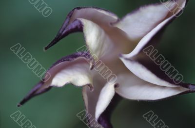Purple and White Flower
