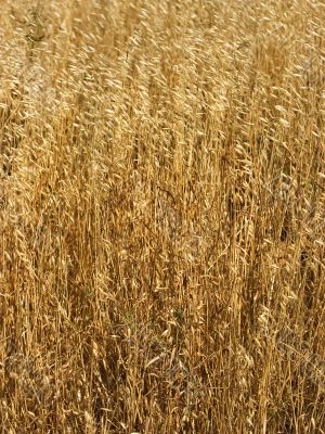 Dry grass.