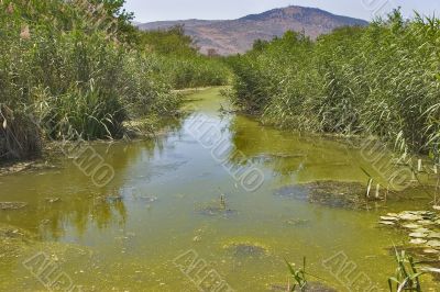 Stagnant water.