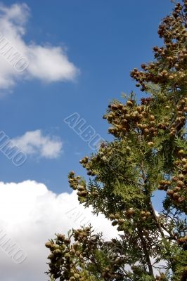 Fruits