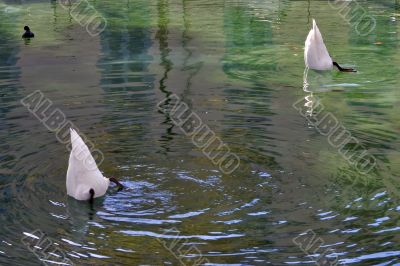 Synchronized dive