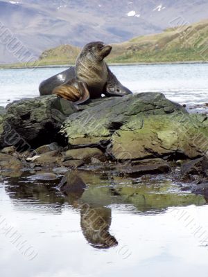 Wild Seal