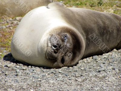 Wild Seal