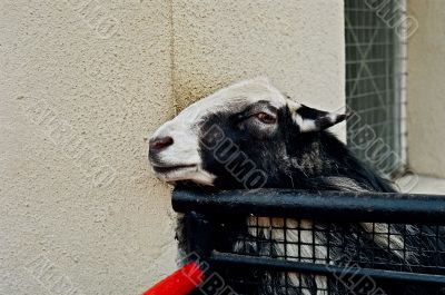 sheep